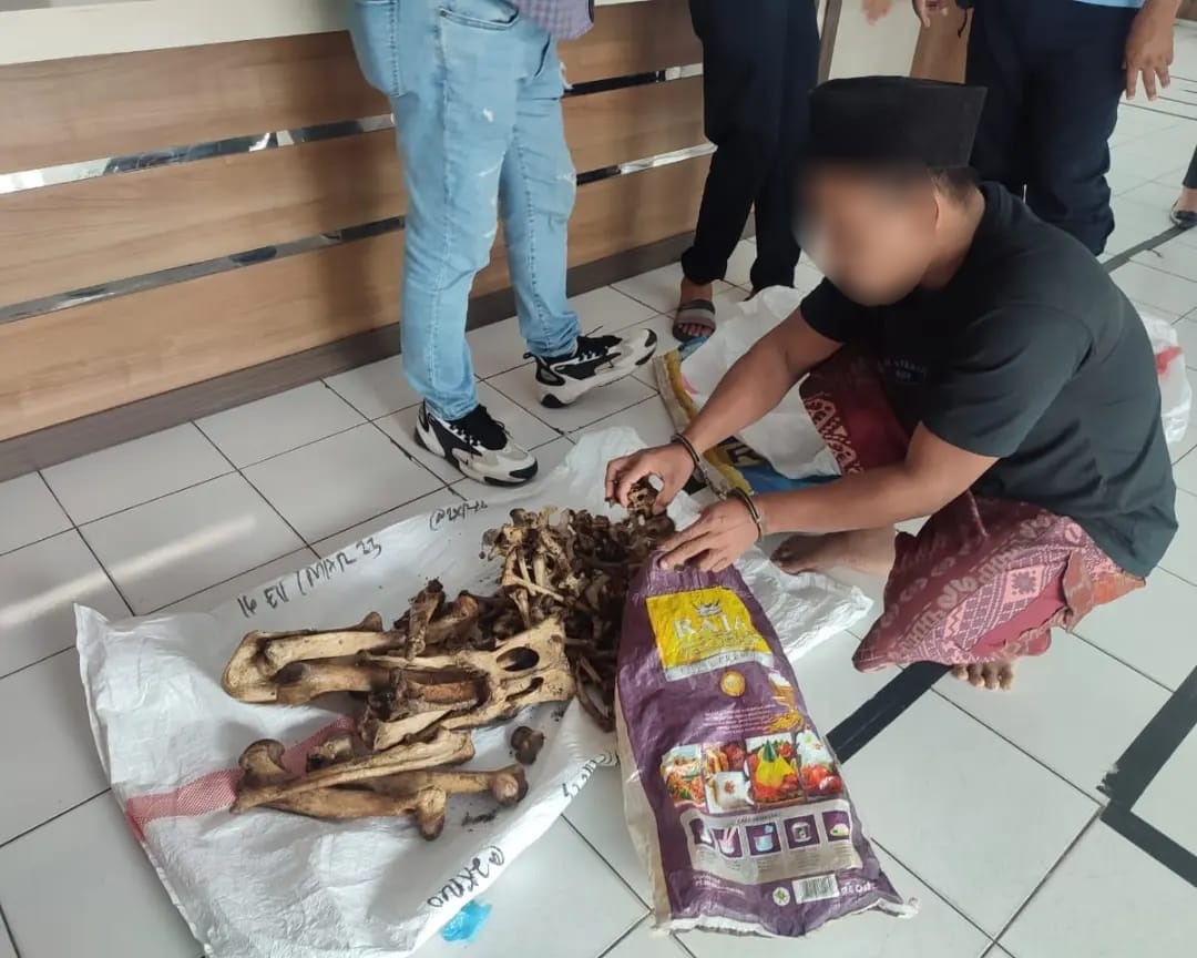Tersangka RM memperlihatkan tulang belulang harimau Sumatera yang dijeratnya dengan sling baja di Desa Seberida, Batang Gansal, Inhu.
